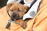 ADULTE ET CHIEN 043